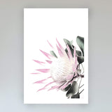Set of 2 - Pink Protea & No.2-The Paper Tree-Artwork,Floral,floral print,flower,flower print,flower print sets,flowers,pastel,pastel pink,peonies flower,pink,pink flower,pink protea,pink protea flower,portrait,premium art print,protea,protea artwork,protea flower,protea flowers,protea print,wall art,Wall_Art,Wall_Art_Prints,wild flower,wild flowers