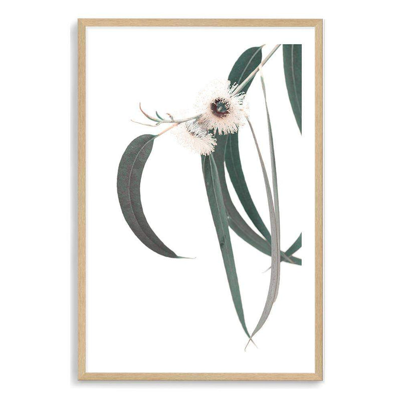 White Eucalyptus Flower II-The Paper Tree-australian native,botanical,eucalyptus,flower,gum,gum leaves,hamptons,leaf,leaves,native,portrait,premium art print,wall art,Wall_Art,Wall_Art_Prints,white flower,wild flower