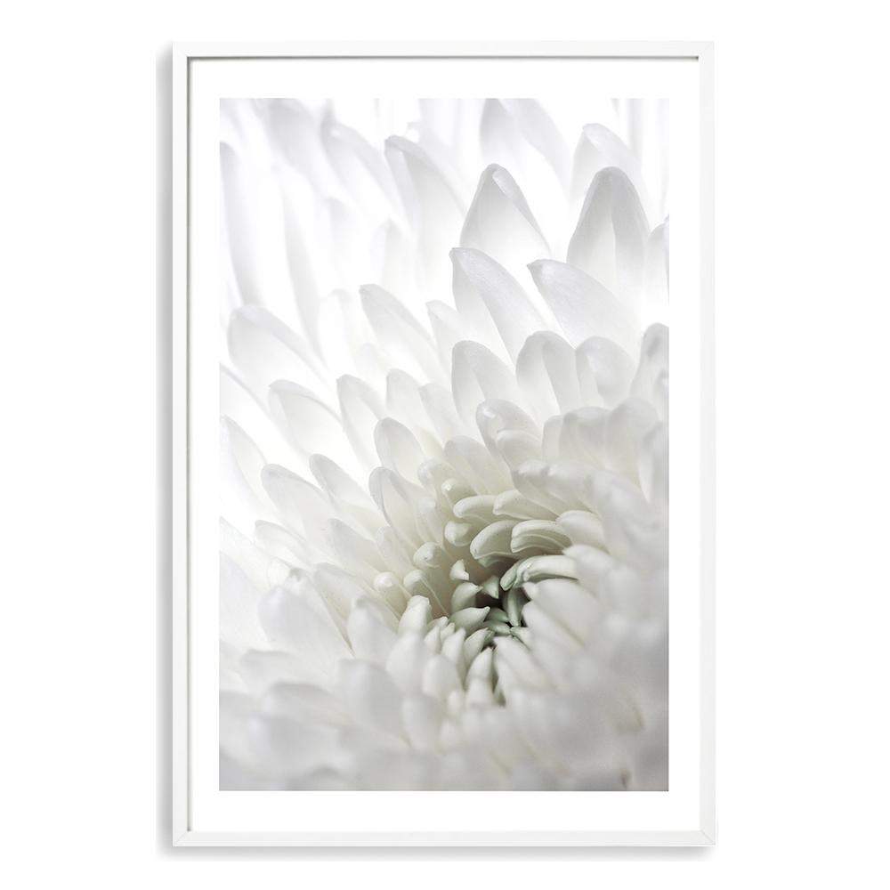 White Dahlia Flower II Art Print, Framed Wall Art & Canvas Print – The ...