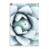 White Succulent-The Paper Tree-botanical,cacti,cactus,hamptons,neutral,portrait,premium art print,spider,succulent,wall art,Wall_Art,Wall_Art_Prints,web,white