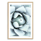 White Succulent-The Paper Tree-botanical,cacti,cactus,hamptons,neutral,portrait,premium art print,spider,succulent,wall art,Wall_Art,Wall_Art_Prints,web,white