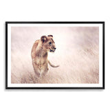 Lion On The Prowl-The Paper Tree-Africa,African,Animal,boho,cat,hunt,Hunting,landscape,leo,lion,nature,neutral,premium art print,TAN,wall art,Wall_Art,Wall_Art_Prints
