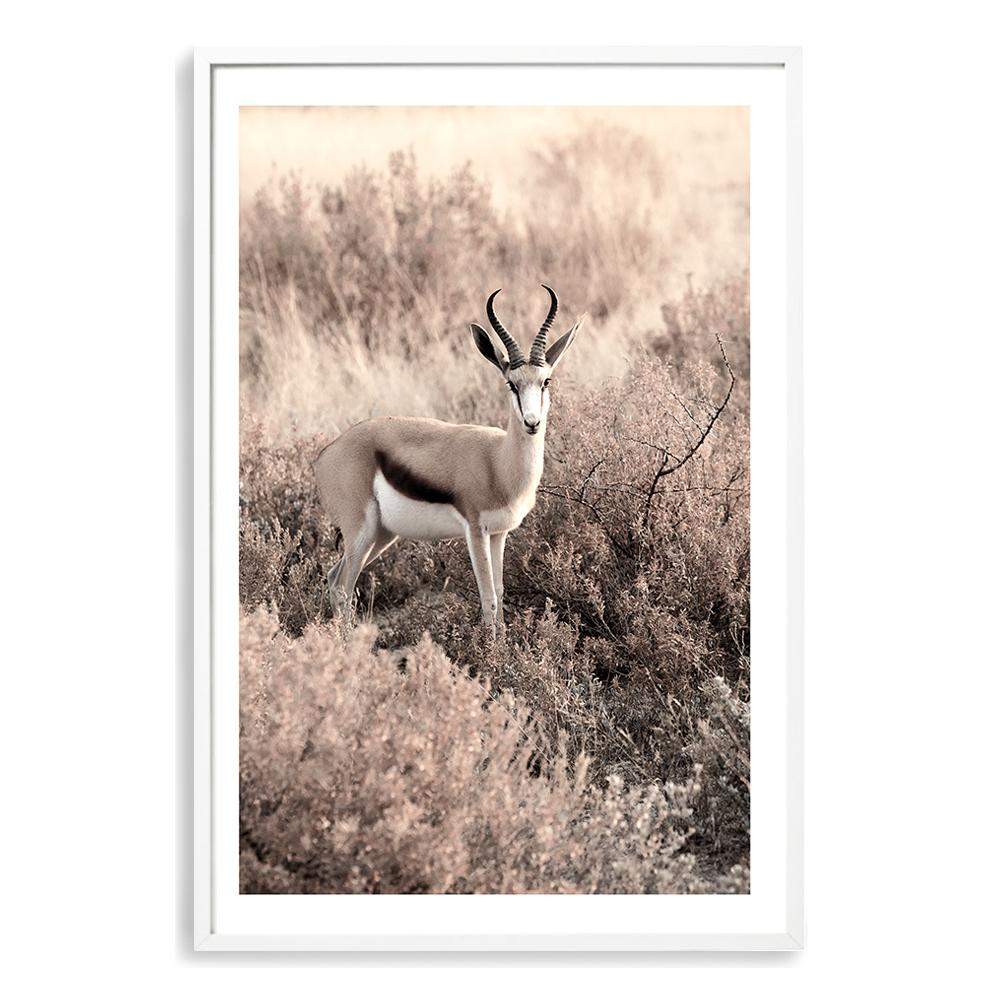 Grazing Springbok Art Print, Framed Wall Art & Canvas Print – The Paper ...