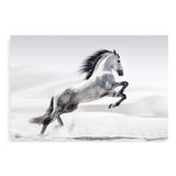 White Stallion-The Paper Tree-animal,black & white,hamptons,horse,landscape,monochrome,morocco,nature,neutral,premium art print,stallion,wall art,Wall_Art,Wall_Art_Prints,white horse,white stallion