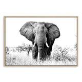 The Elephant-The Paper Tree-africa,african,animal,black,black & white,elephant,landscape,monochrome,nature,premium art print,wall art,Wall_Art,Wall_Art_Prints