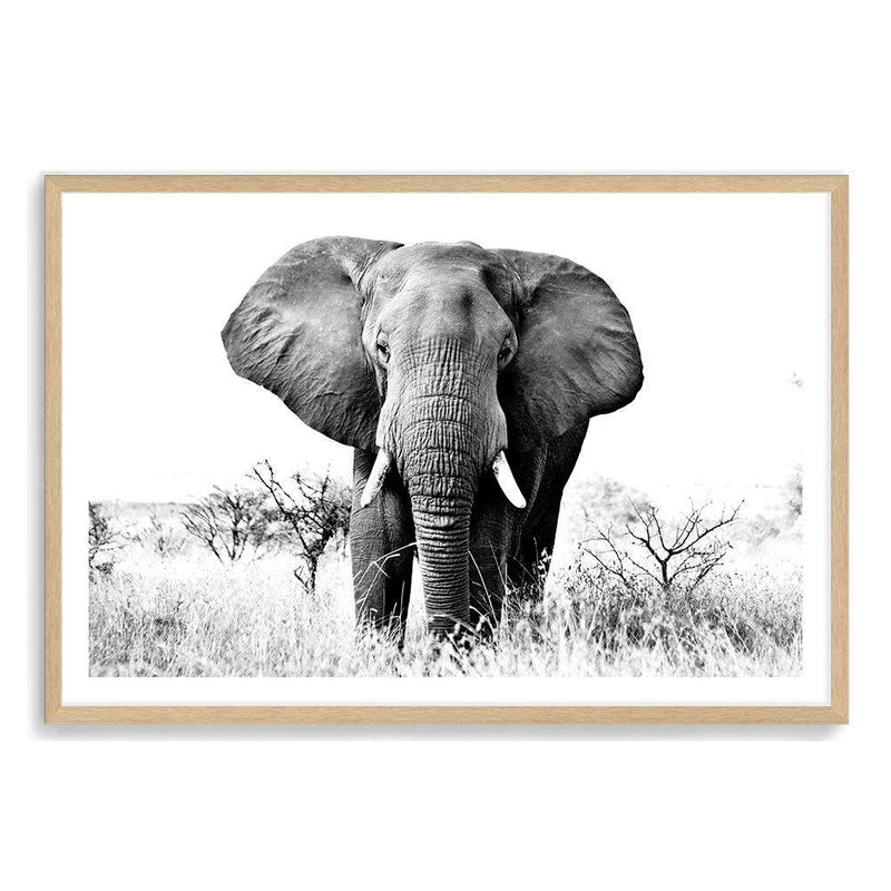 The Elephant-The Paper Tree-africa,african,animal,black,black & white,elephant,landscape,monochrome,nature,premium art print,wall art,Wall_Art,Wall_Art_Prints