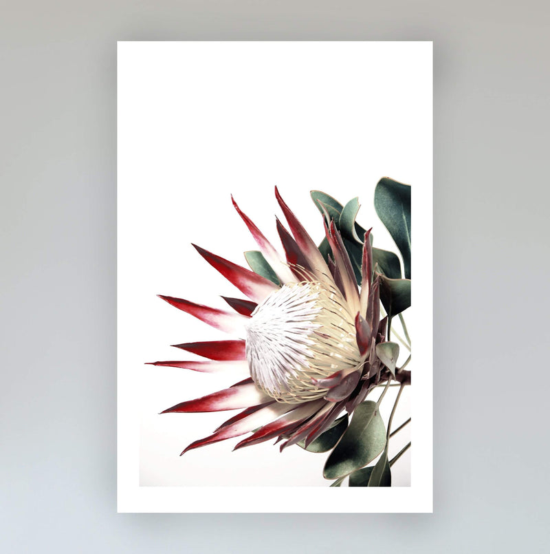 Set of 2 - Red King Protea  & No.2-The Paper Tree-Artwork,Floral,floral art print,floral art prints,floral artwork,floral print,flower,flower print,flower print sets,flowers,portrait,premium art print,protea,protea flower,protea flowers,protea print,red,red flower,red protea,red protea flower,wall art,Wall_Art,Wall_Art_Prints,wild flower,wild flowers