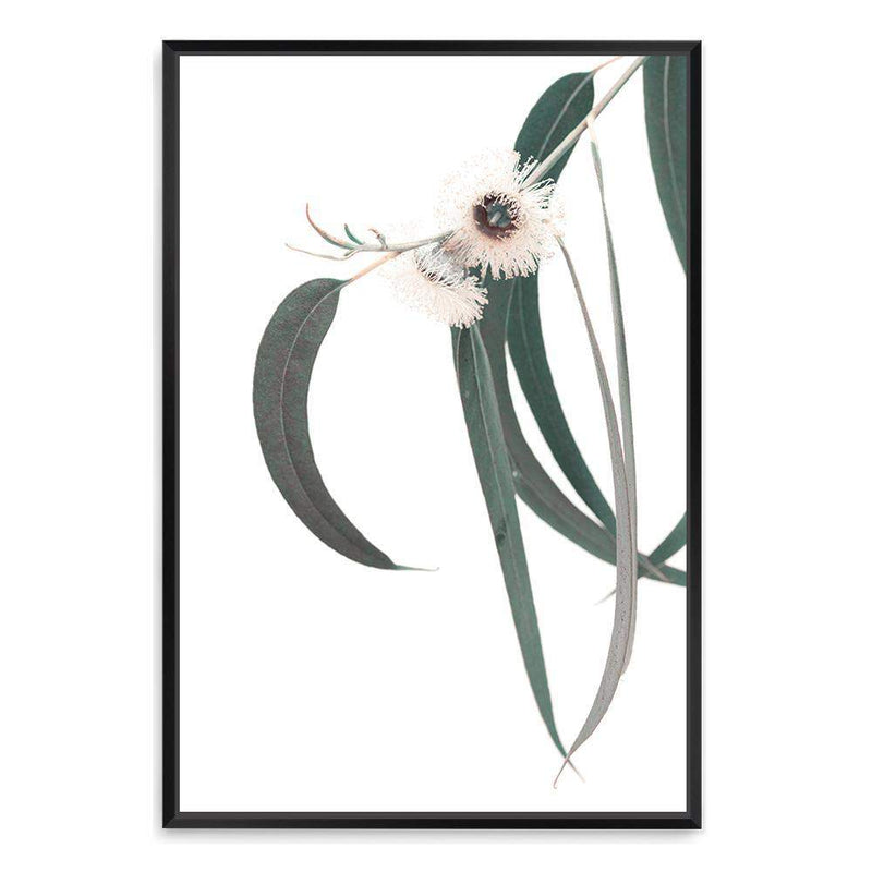 White Eucalyptus Flower II-The Paper Tree-australian native,botanical,eucalyptus,flower,gum,gum leaves,hamptons,leaf,leaves,native,portrait,premium art print,wall art,Wall_Art,Wall_Art_Prints,white flower,wild flower
