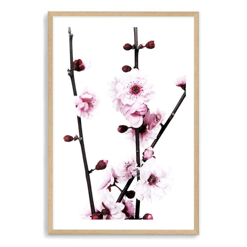 Cherry Blossom-The Paper Tree-bloom,blossom,cherry blossom,floral,flower,pink,portrait,premium art print,wall art,Wall_Art,Wall_Art_Prints