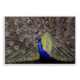 Percy The Peacock-The Paper Tree-animal,animals,Artwork,bird,blue,green,landscape,nature,PEACOCK,premium art print,wall art,Wall_Art,Wall_Art_Prints