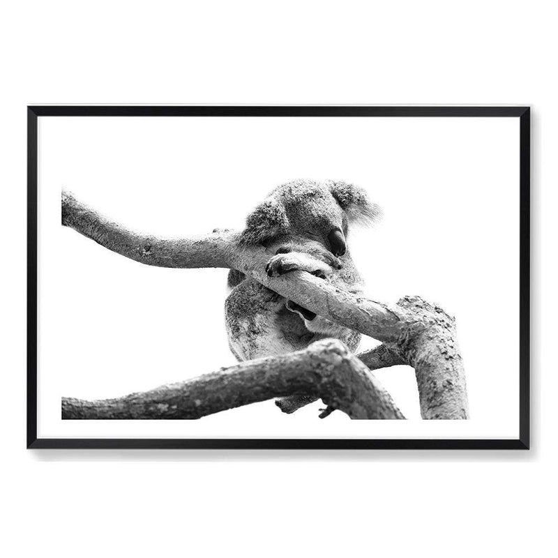 Sleeping Koala II-The Paper Tree-animal,australia,australian,australian native,australiana,black,black & white,hamptons,koala,koala bear,landscape,monochrome,nature,premium art print,wall art,Wall_Art,Wall_Art_Prints