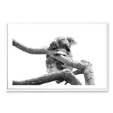 Sleeping Koala II-The Paper Tree-animal,australia,australian,australian native,australiana,black,black & white,hamptons,koala,koala bear,landscape,monochrome,nature,premium art print,wall art,Wall_Art,Wall_Art_Prints