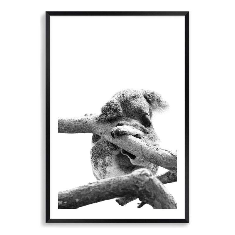 Sleeping Koala-The Paper Tree-animal,australia,australian,australian native,australiana,black,black & white,hamptons,koala,koala bear,monochrome,nature,portrait,premium art print,wall art,Wall_Art,Wall_Art_Prints