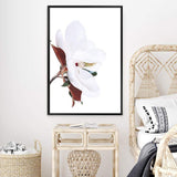 Magnolia Flowers-The Paper Tree-botanical,floral,flower,green,hamptons,landscape,magnolia,magnolia flower,neutral,premium art print,wall art,Wall_Art,Wall_Art_Prints,white,white flower,white magnolia