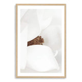 Magnolia-The Paper Tree-boho,floral,flower,hamptons,magnolia,magnolia flower,neutral,petals,portrait,premium art print,wall art,Wall_Art,Wall_Art_Prints,white,white magnolia