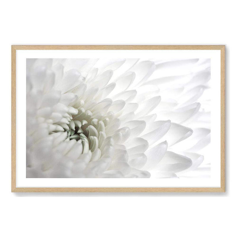 White Dahlia Flower-The Paper Tree-botanical,dahlia,dahlia flower,floral,flower,hamptons,landscape,neutral,petals,premium art print,wall art,Wall_Art,Wall_Art_Prints,white,white dahlia