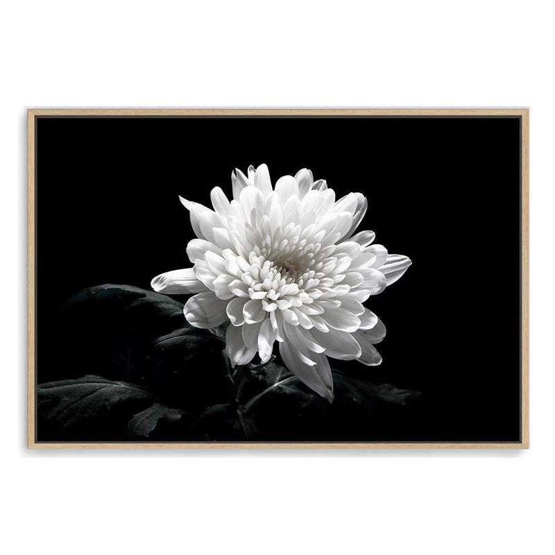 Chysanthemum Flower-The Paper Tree-black,black & white,black and white,chrysanthemum,floral,flower,landscape,monochrome,petals,premium art print,wall art,Wall_Art,Wall_Art_Prints,white,white flower