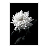 Chysanthemum Flower II-The Paper Tree-black,black & white,black and white,chrysanthemum,floral,flower,monochrome,petals,portrait,premium art print,wall art,Wall_Art,Wall_Art_Prints,white,white flower