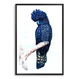 Black Cockatoo-The Paper Tree-animal,australian,australian native,bird,black,black cockatoo,blue,blue cockatoo,cockatoo,hamptons,painted,painted print,perch,portrait,premium art print,wall art,Wall_Art,Wall_Art_Prints