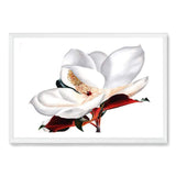 Painted Magnolia-The Paper Tree-boho,floral,flower,green,hamptons,landscape,magnolia,magnolia flower,neutral,orange,painted flower,painting,paintyed print,premium art print,wall art,Wall_Art,Wall_Art_Prints,white,white magnolia