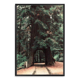 Redwood Tree-The Paper Tree-botanical,green,nature,orange,pine tree,portrait,premium art print,redwood,redwood tree,tan,tree,tree trunk,trees,trunk,wall art,Wall_Art,Wall_Art_Prints