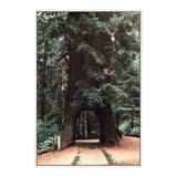 Redwood Tree-The Paper Tree-botanical,green,nature,orange,pine tree,portrait,premium art print,redwood,redwood tree,tan,tree,tree trunk,trees,trunk,wall art,Wall_Art,Wall_Art_Prints