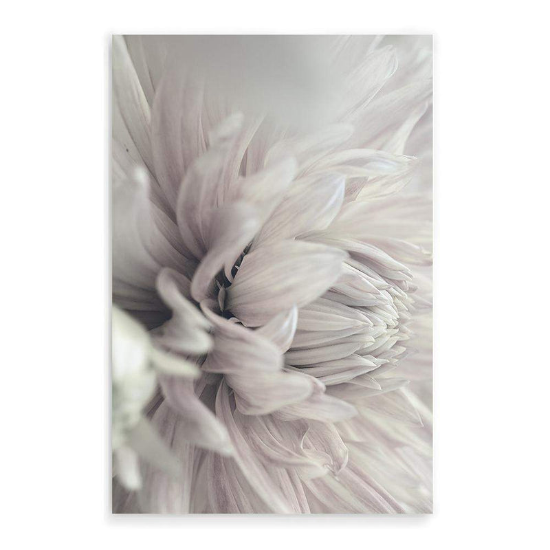 White Dahlia-The Paper Tree-black & white,BLACK AND WHITE,boho,DAHLIA,dahlia flower,feminine,floral,flower,flowers,hamptons,monochrome,neutral,painted,portrait,premium art print,wall art,Wall_Art,Wall_Art_Prints,white