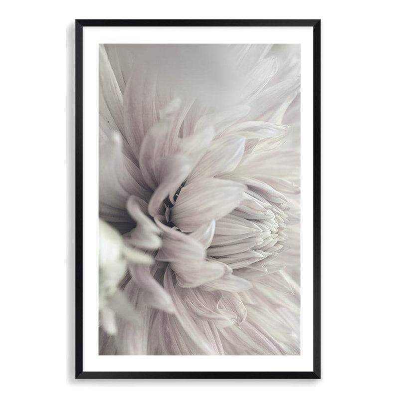 White Dahlia-The Paper Tree-black & white,BLACK AND WHITE,boho,DAHLIA,dahlia flower,feminine,floral,flower,flowers,hamptons,monochrome,neutral,painted,portrait,premium art print,wall art,Wall_Art,Wall_Art_Prints,white