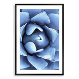 Winter Blue Succulent-The Paper Tree-blue,botanical,cacti,cactus,colourful,portrait,powder blue,premium art print,spider,succulent,vibrant,wall art,Wall_Art,Wall_Art_Prints,web,winter,winter blue