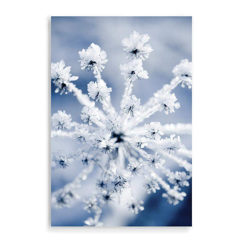 Winter Blooms-The Paper Tree-blue,botanical,colourful,floral,frost,ice,portrait,powder blue,premium art print,umbrella flower,vibrant,wall art,Wall_Art,Wall_Art_Prints,web,winter,winter blue