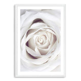 White Rose-The Paper Tree-boho,feminine,floral,flower,hamptons,neutral,petals,portrait,premium art print,rose,roses,wall art,Wall_Art,Wall_Art_Prints,white,white rose