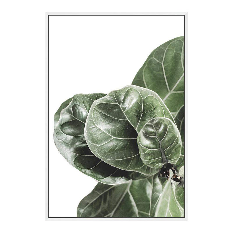 Fiddle Leaf Fig-The Paper Tree-africa,african,botanical,fiddle fig,fiddle leaf fig,fig,fig leaf,fig leaves,green,leaf,leaves,portrait,premium art print,wall art,Wall_Art,Wall_Art_Prints