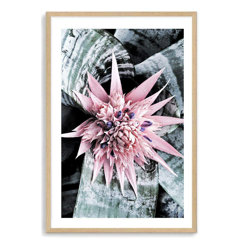 Pink Bromeliad Flower II-The Paper Tree-floral,flower,flowers,peach,portrait,premium art print,wall art,Wall_Art,Wall_Art_Prints,waratah,waratah flower
