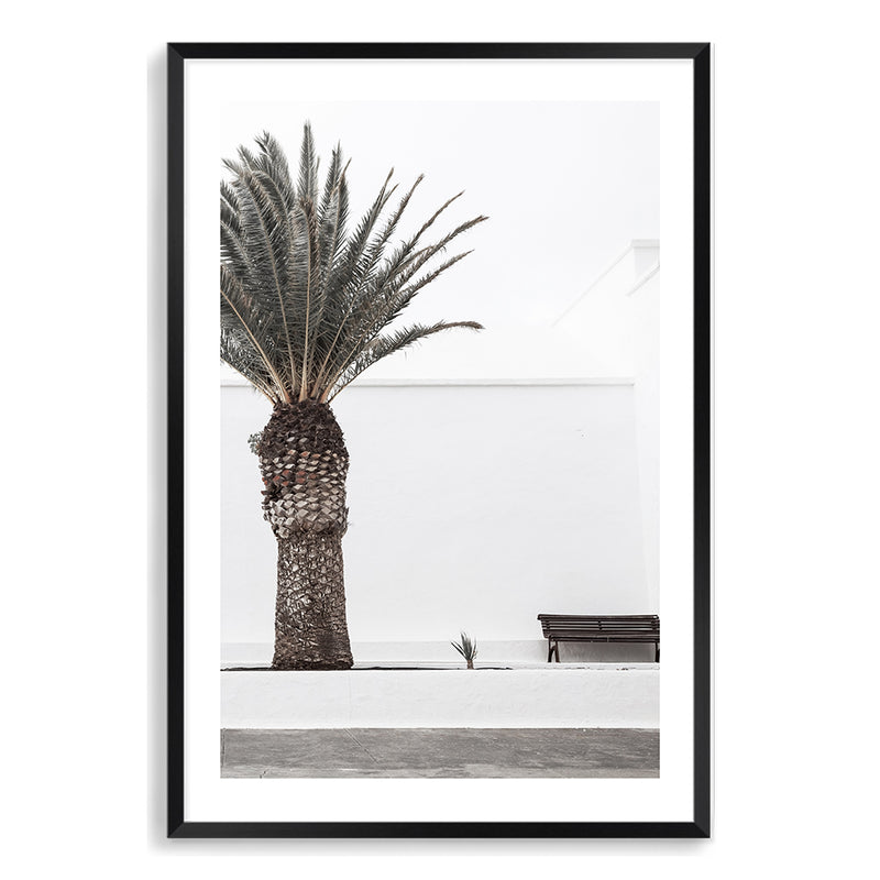 White Spanish Palm