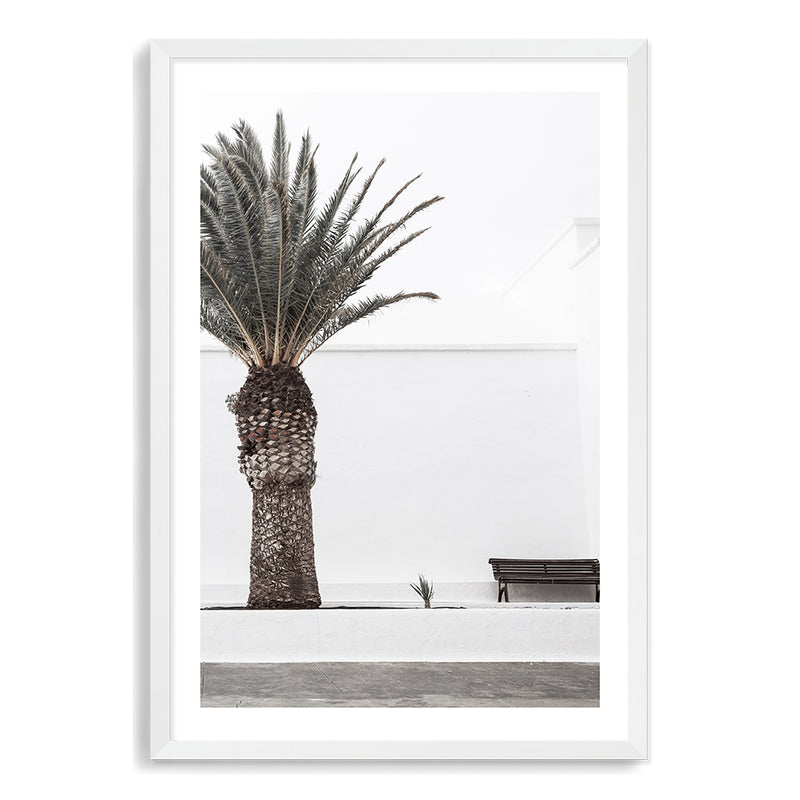 White Spanish Palm