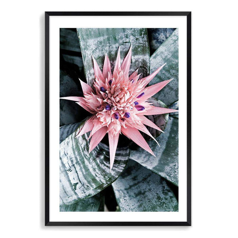 Pink Bromeliad Flower-The Paper Tree-botanical,bromeliad,bromeliad flower,floral,flower,flowers,pink bromeliad,portrait,premium art print,wall art,Wall_Art,Wall_Art_Prints