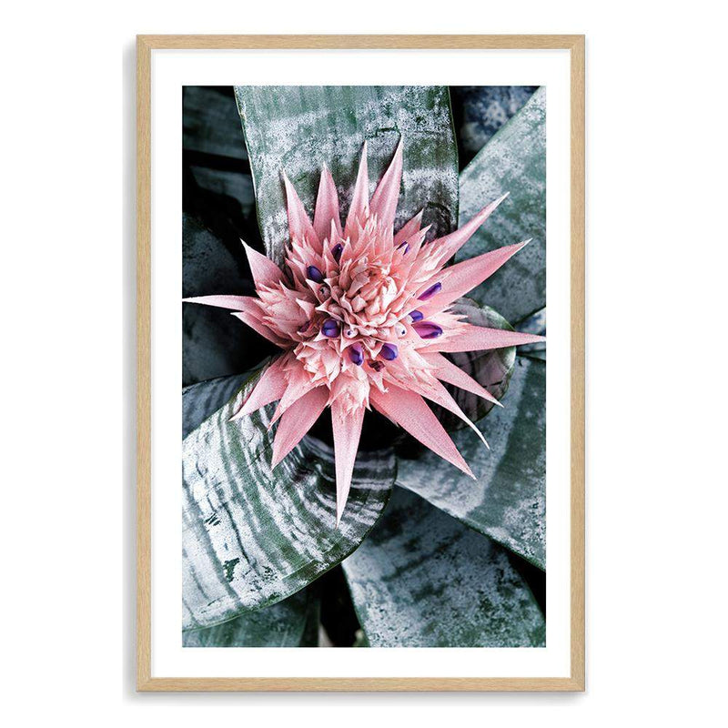 Pink Bromeliad Flower-The Paper Tree-botanical,bromeliad,bromeliad flower,floral,flower,flowers,pink bromeliad,portrait,premium art print,wall art,Wall_Art,Wall_Art_Prints