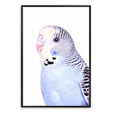 Bertie The Budgerigar-The Paper Tree-Artwork,BIRD,Birds,blue,blue bird,blue budgerigar,blue budgie,blue parrot,budgerigar,budgie,cockatiel,cockatoo,colourful Bird,painted bird,parrot,parrots,portrait,premium art print,wall art,Wall_Art,Wall_Art_Prints