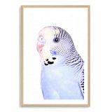 Bertie The Budgerigar-The Paper Tree-Artwork,BIRD,Birds,blue,blue bird,blue budgerigar,blue budgie,blue parrot,budgerigar,budgie,cockatiel,cockatoo,colourful Bird,painted bird,parrot,parrots,portrait,premium art print,wall art,Wall_Art,Wall_Art_Prints
