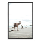 Beachside Kangaroo's