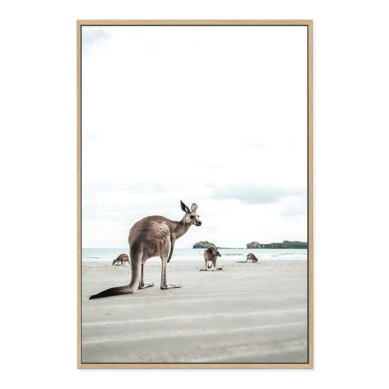 Beachside Kangaroo's