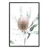 Australian Native Banksia Floral II-The Paper Tree-australia,australian,australian art,Australian Native,australiana,Banksia,Banksia flower,floral,flower,flowers,green,hamptons,muted tone,native,native flower,Native Flowers,neutral,portrait,premium art print,wall art,Wall_Art,Wall_Art_Prints,yellow