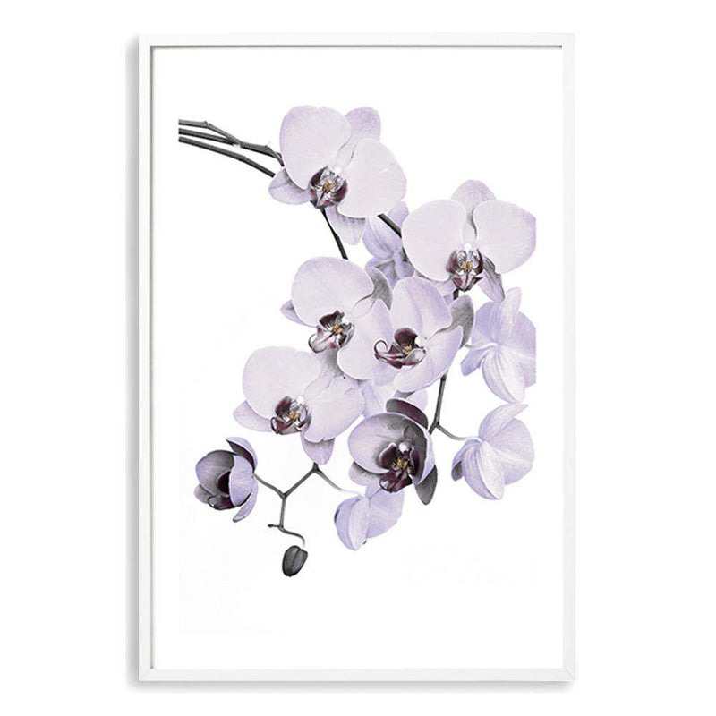 White Orchid Floral-The Paper Tree-floral,flower,flowers,hamptons,neutral,orchid,orchid flower,painted,portrait,premium art print,wall art,Wall_Art,Wall_Art_Prints,WHITE,white flower,white flowers,white orchid