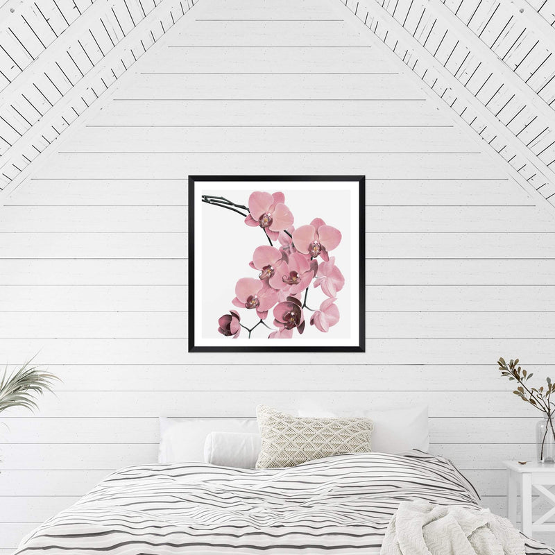 Peach Orchid Flowers Square-The Paper Tree-Art Print,art prints,Artwork,floral,flower,framed,orchid,orchid flower,peach,pink,premium art print,square,wall art,Wall_Art,Wall_Art_Prints