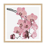 Peach Orchid Flowers Square-The Paper Tree-Art Print,art prints,Artwork,floral,flower,framed,orchid,orchid flower,peach,pink,premium art print,square,wall art,Wall_Art,Wall_Art_Prints