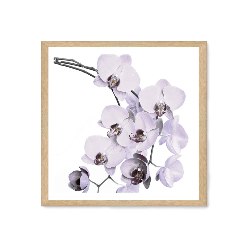 White Orchid Flowers Square-The Paper Tree-Art Print,art prints,Artwork,floral,flower,framed,hamptons,neutral,orchid,orchid flower,premium art print,square,wall art,Wall_Art,Wall_Art_Prints,white