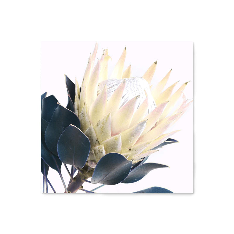 Yellow Protea Square II-The Paper Tree-floral,flower,flowers,portrait,premium art print,protea,protea flower,protea flowers,square,wall art,Wall_Art,Wall_Art_Prints,yellow,yellow flower