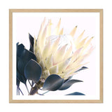 Yellow Protea Square II-The Paper Tree-floral,flower,flowers,portrait,premium art print,protea,protea flower,protea flowers,square,wall art,Wall_Art,Wall_Art_Prints,yellow,yellow flower