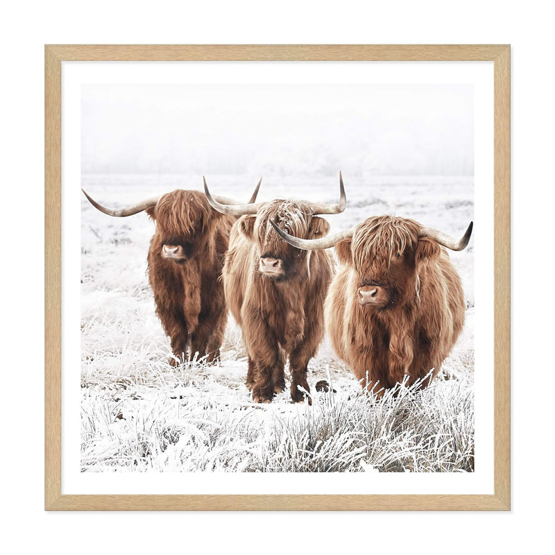 Highland Cattle | Square-The Paper Tree-animal,Art Print,art prints,Artwork,boho,framed,highland,highland bull,highland cattle,highland cow,neutral,premium art print,square,tan,wall art,Wall_Art,Wall_Art_Prints
