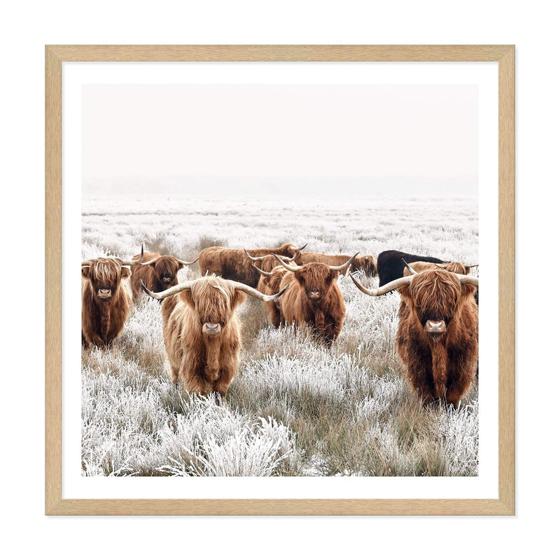 Highland Cattle Herd | Square-The Paper Tree-animal,Art Print,art prints,Artwork,boho,framed,highland,highland bull,highland cattle,highland cow,neutral,premium art print,square,tan,wall art,Wall_Art,Wall_Art_Prints